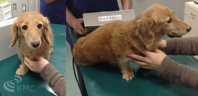 ペット用マグスピン施術例